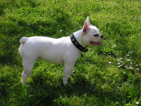 varone, mon Bouledogue francais